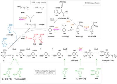 Impact of Chemical Analogs of 4-Hydroxybenzoic Acid on Coenzyme Q Biosynthesis: From Inhibition to Bypass of Coenzyme Q Deficiency
